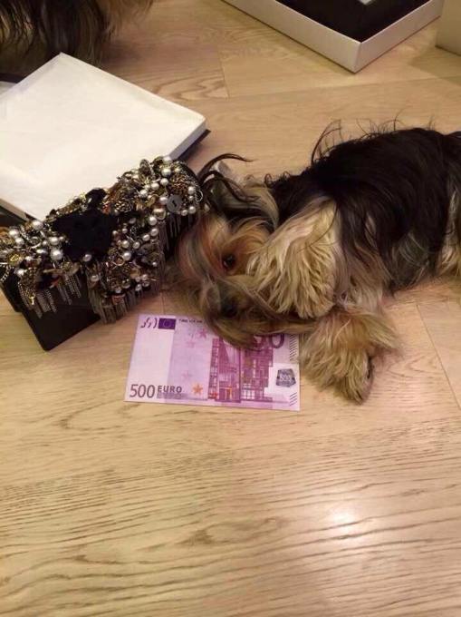 Rich dog